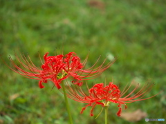 彼岸花２