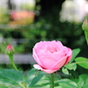 ピンクの薔薇