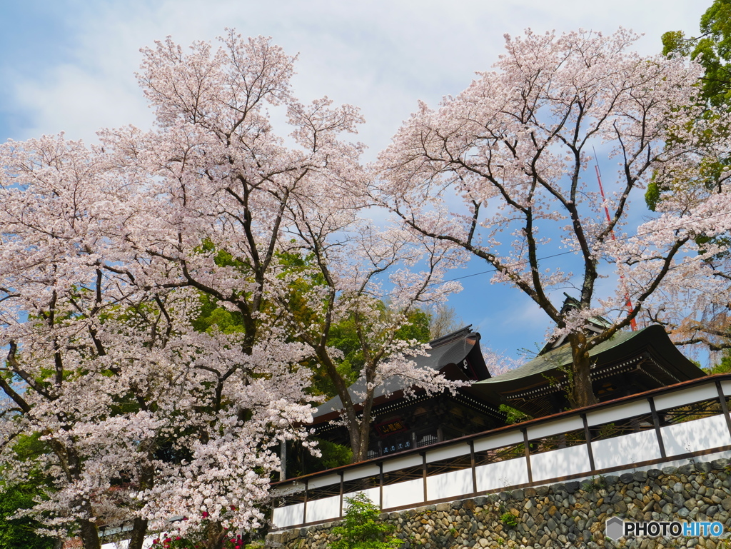桜が咲く海禅寺