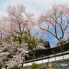 桜が咲く海禅寺