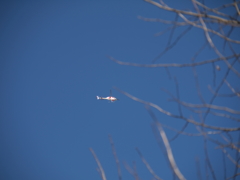 新年の日比谷公園5