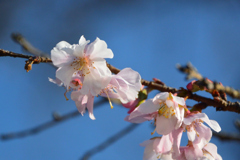 十月桜その２