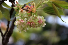 新宿御苑の桜４