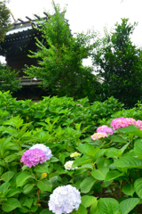 社殿と紫陽花