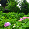 社殿と紫陽花