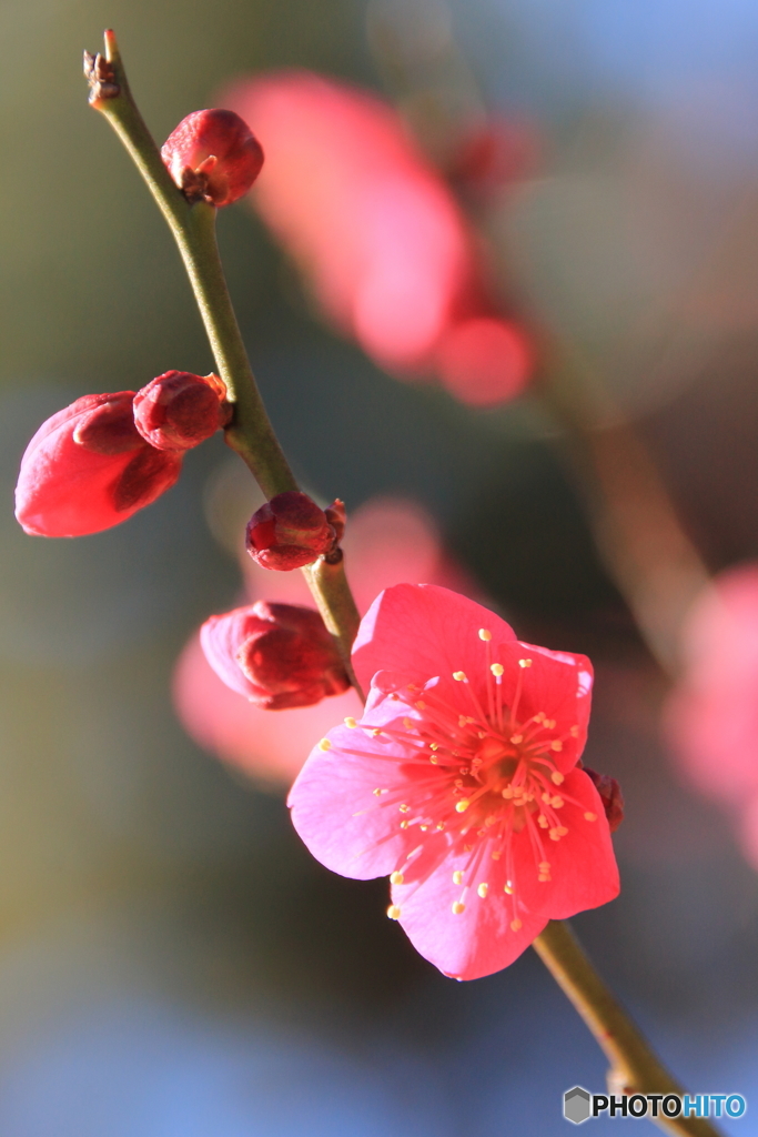 梅の花（紅千鳥）