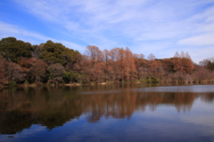 三宝寺池