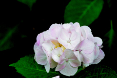 ピンクな紫陽花