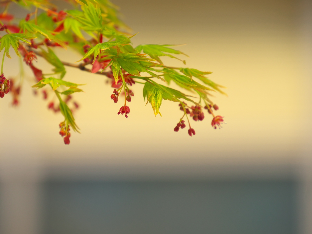 人知れず花は咲く