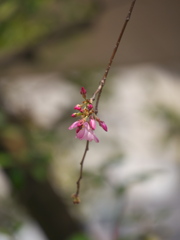 枝垂れ桜