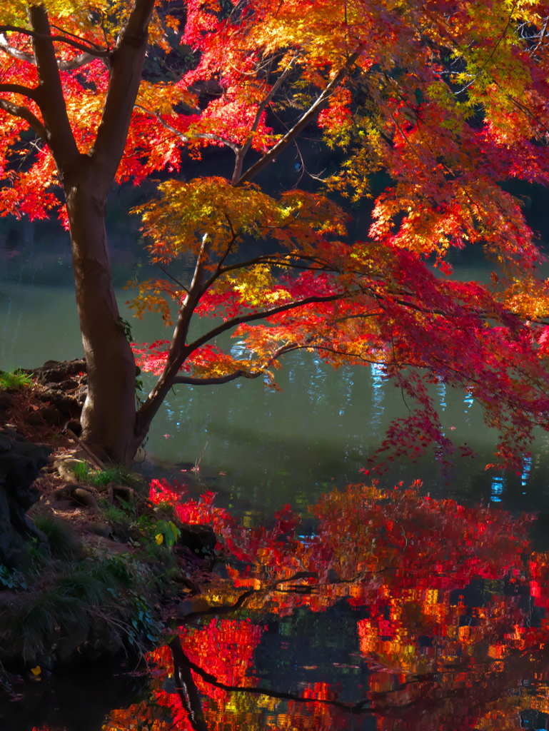 新宿御苑の紅葉５