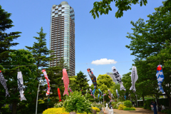 新緑と鯉のぼり