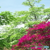 平成つつじ公園7