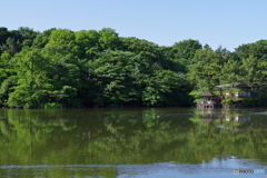 早朝の石神井公園5