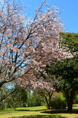 稲荷山公園の桜2