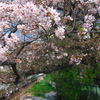 白子川の桜