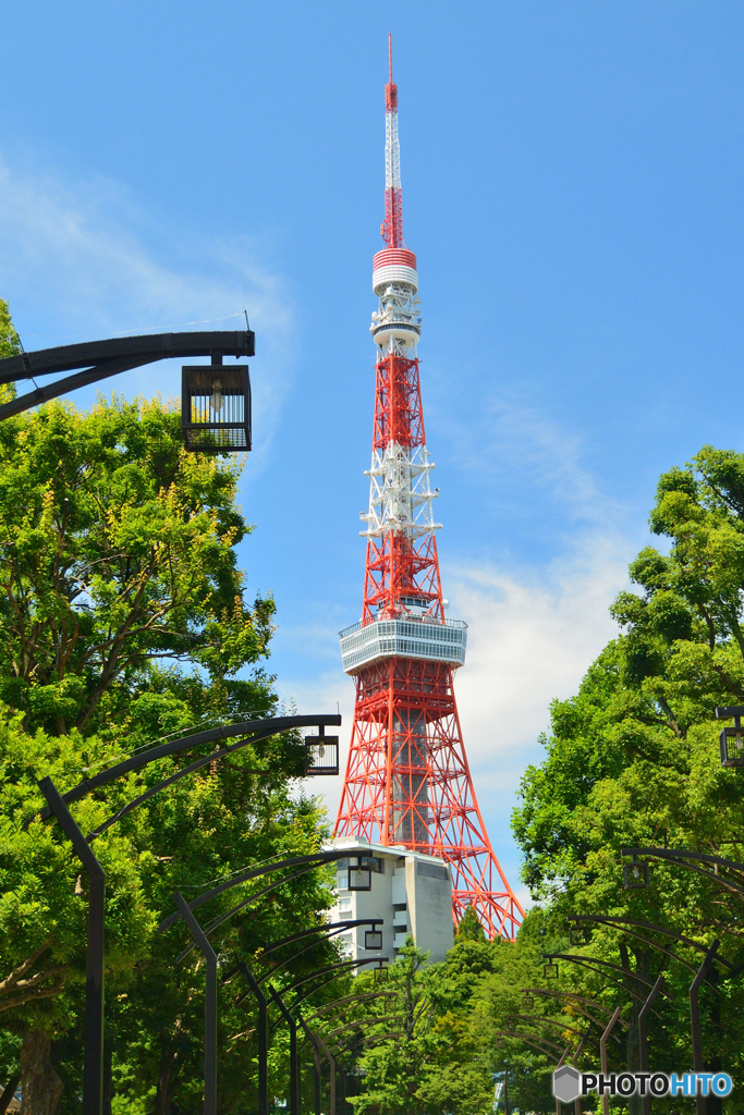 新緑と東京タワー
