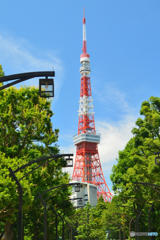 新緑と東京タワー