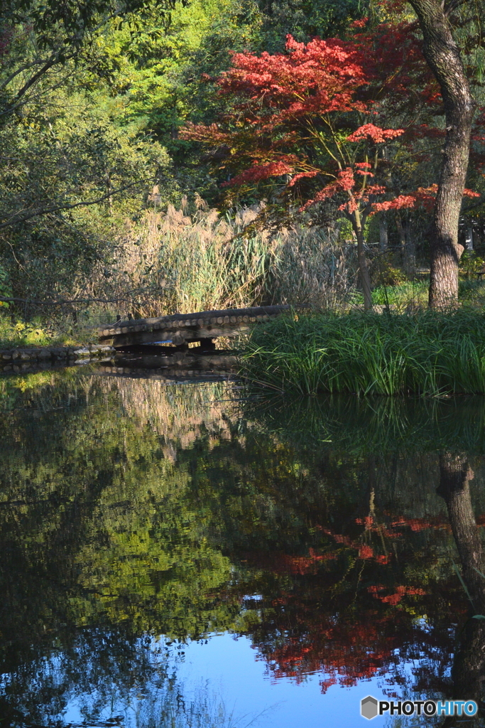 紅葉が始まった石神井公園4