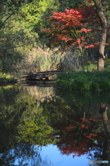 紅葉が始まった石神井公園4
