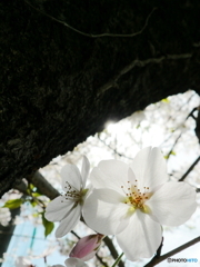 工場の桜_1
