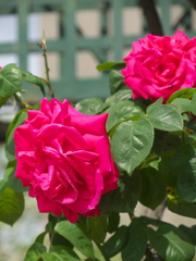 赤い薔薇