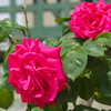赤い薔薇