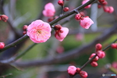 紅梅（未開紅）