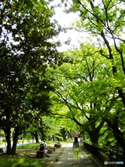 新緑の外濠公園2