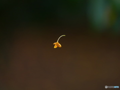 空中遊泳