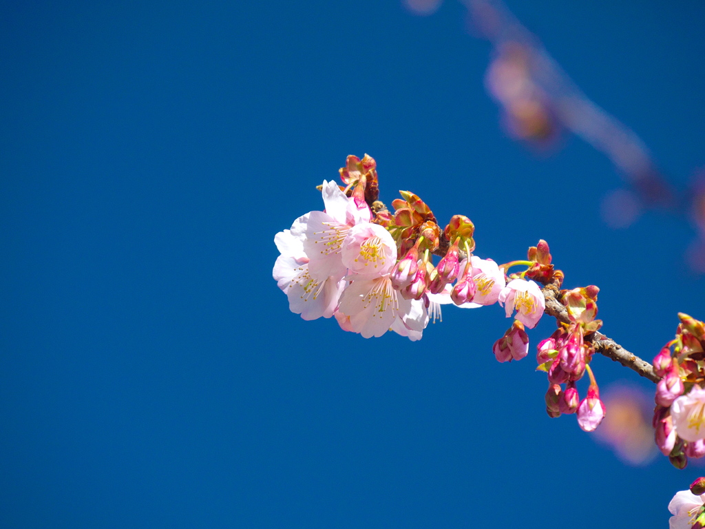 薩摩寒桜