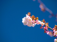 薩摩寒桜