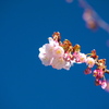 薩摩寒桜