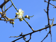 新年の石神井公園7