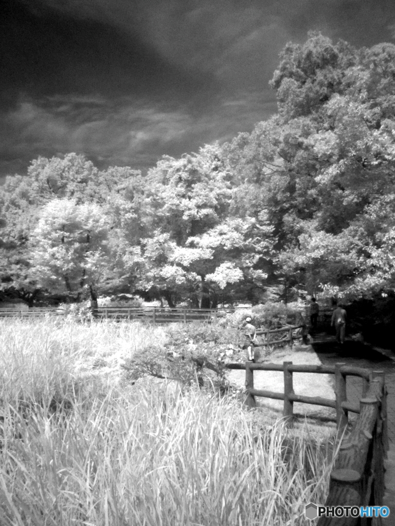 石神井公園(白黒)3