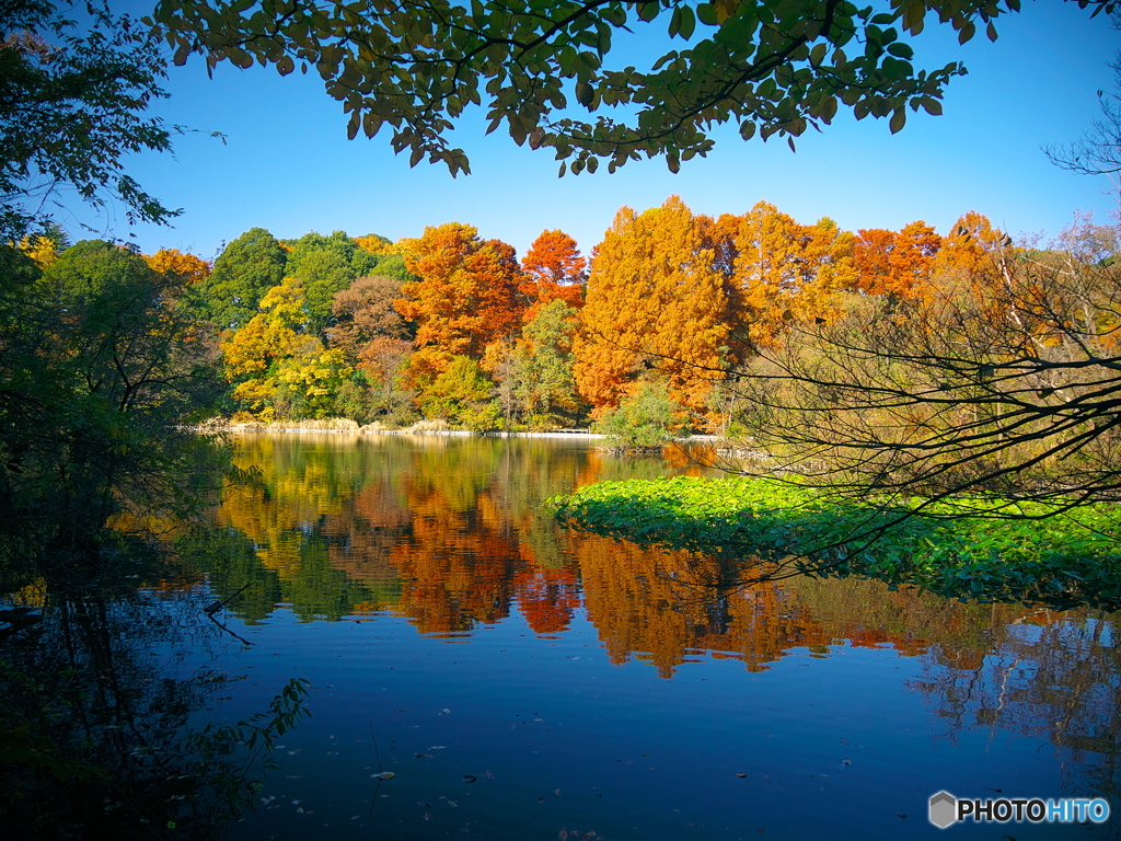 紅葉の石神井公園