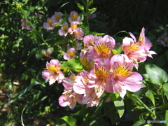 ６月の新宿御苑6