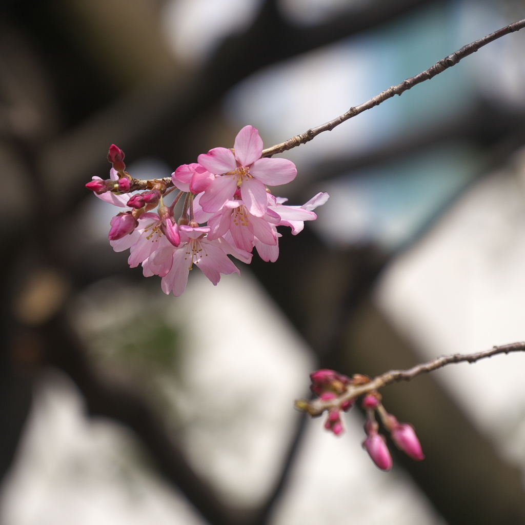 枝垂れ桜