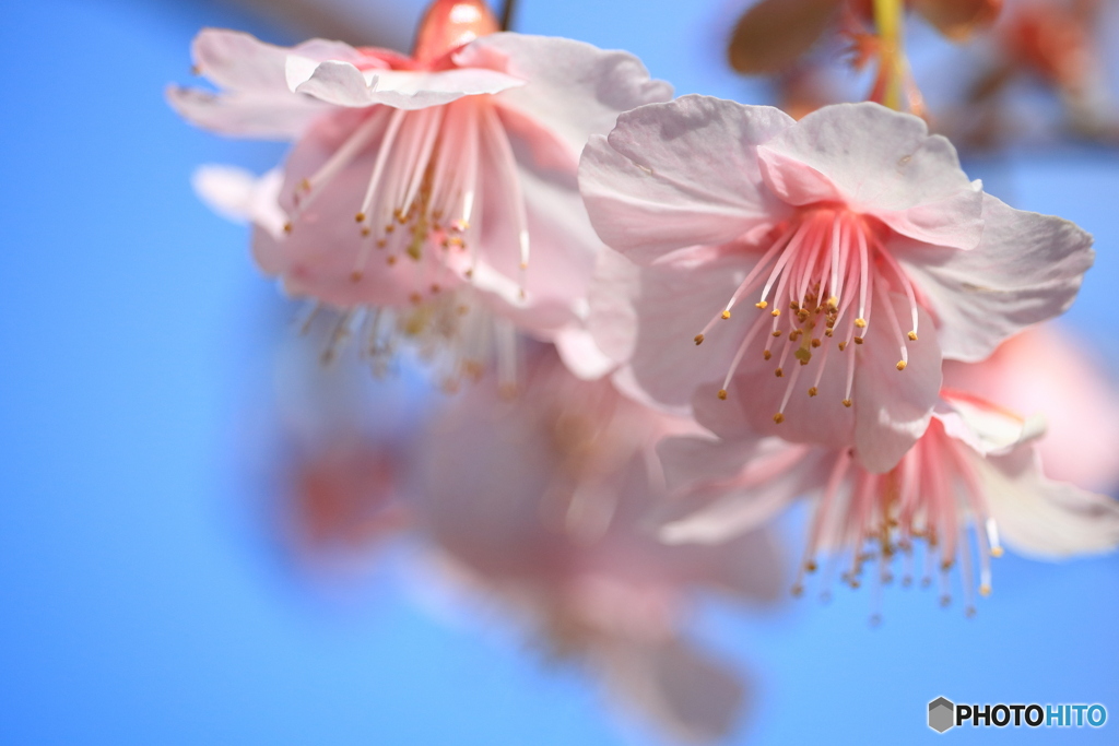 河津桜