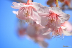 河津桜