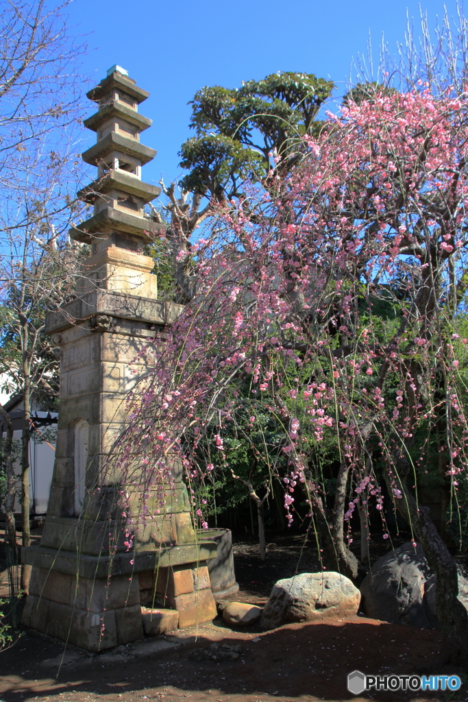 新井薬師3
