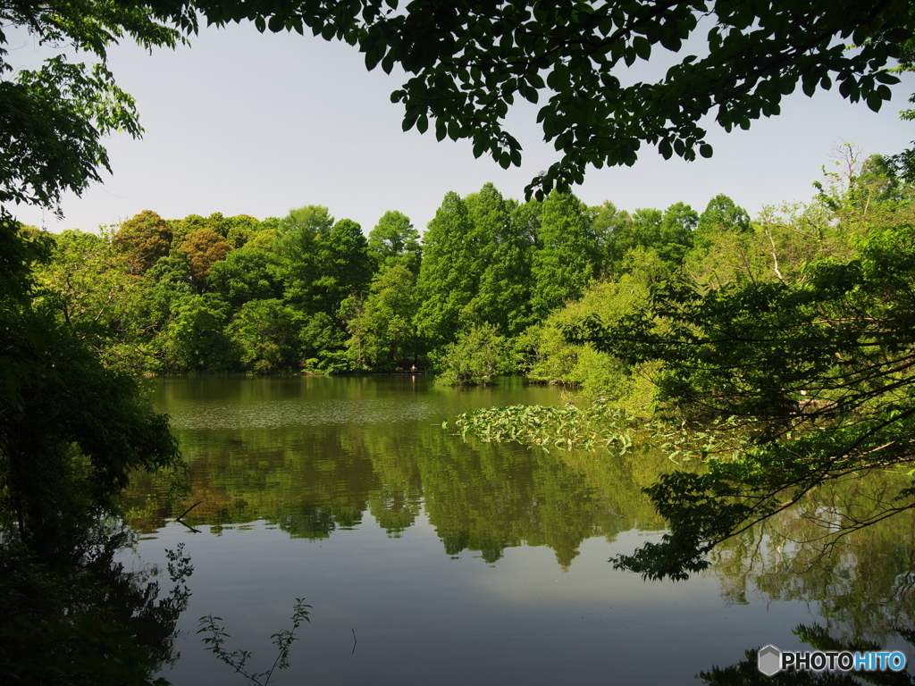 三宝寺池