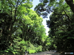 新緑の明治神宮4