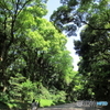 新緑の明治神宮4