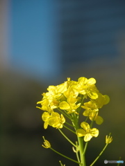 正月に菜の花便り