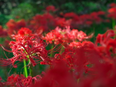 小石川植物園の彼岸花_02