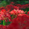 小石川植物園の彼岸花_02