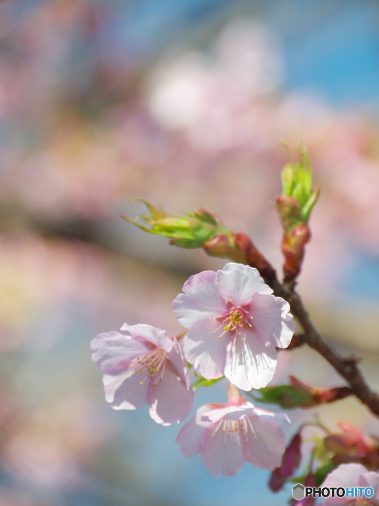 千鳥ヶ淵の桜03