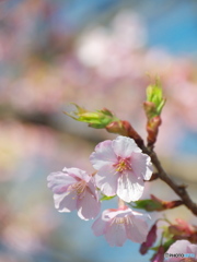 千鳥ヶ淵の桜03