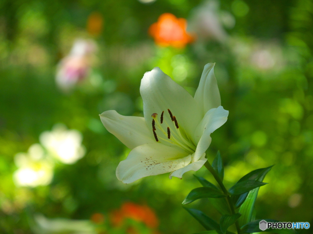 日比谷公園の百合
